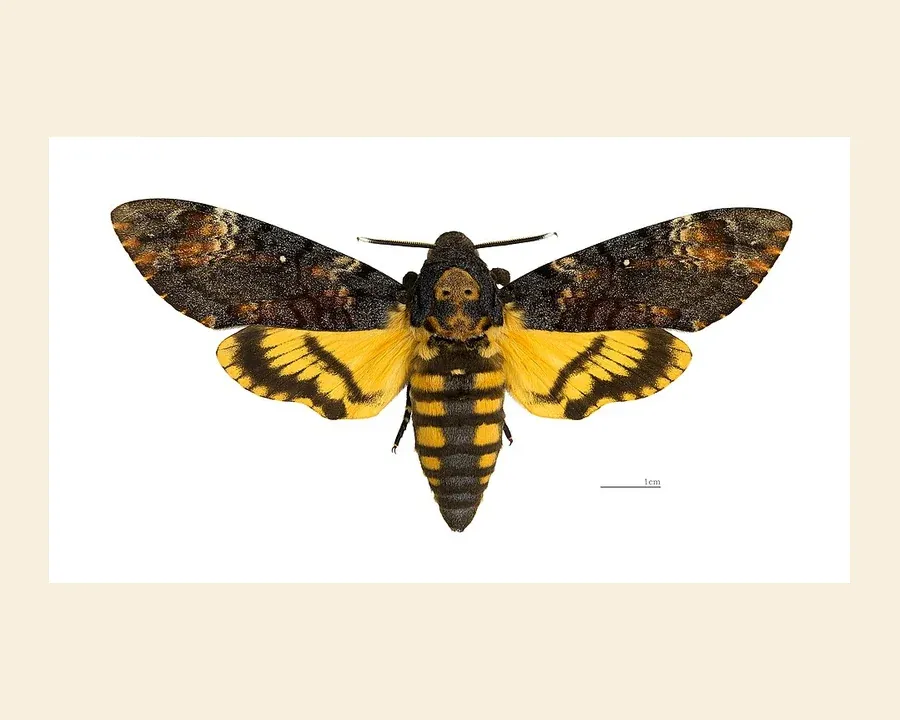 Бражник мёртвая голова — Acherontia atropos