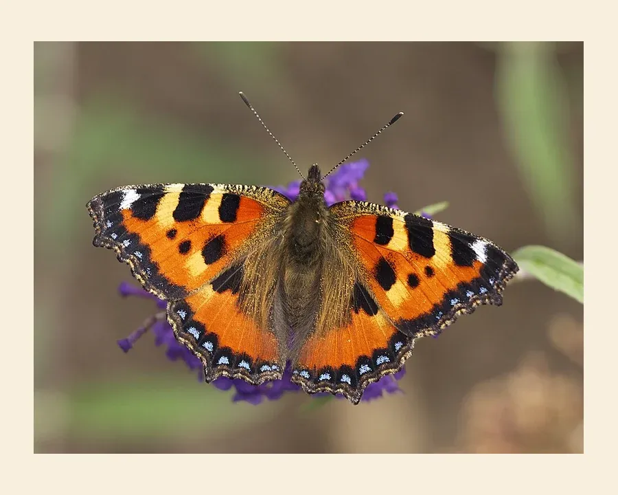 Крапивница — Aglais urticae