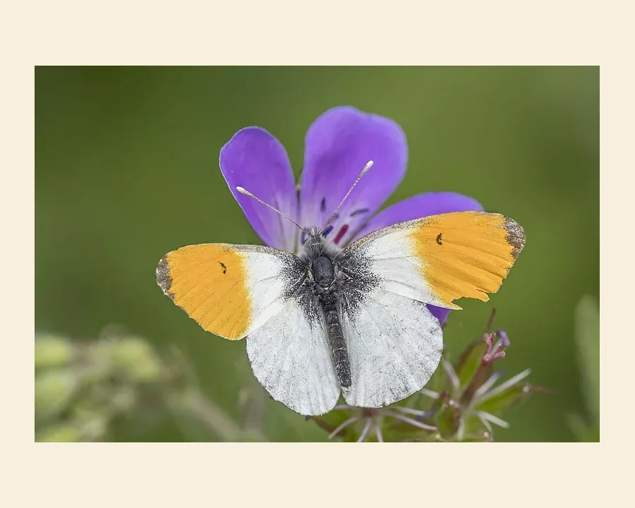 Зорька — Anthocharis cardamines