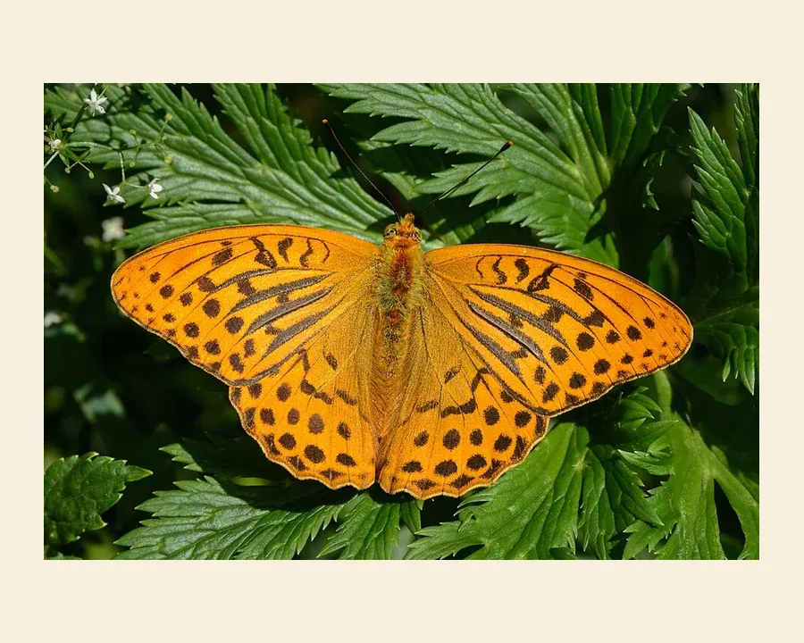 Перламутровка большая лесная — Argynnis paphia