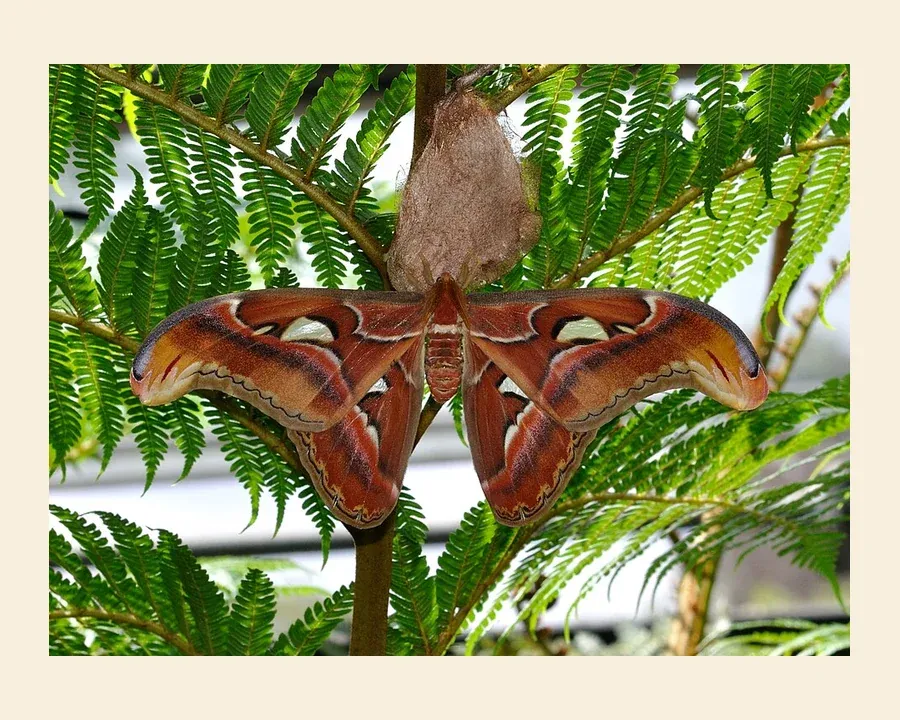 Павлиноглазка атлас — Attacus atlas