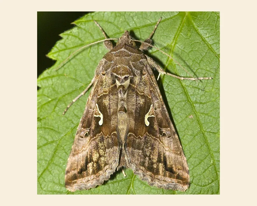Металловидка-гамма — Autographa gamma