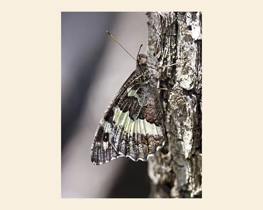 Бархатница цирцея — Brintesia circe