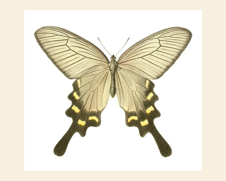 Алкиной — Byasa alcinous