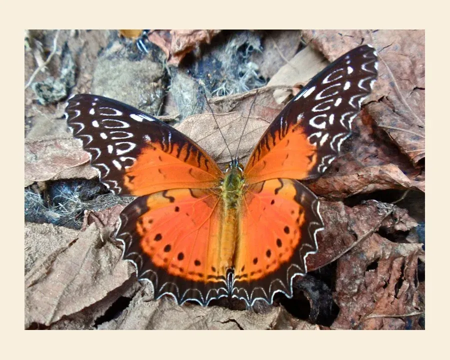 Цетозия библис — Cethosia biblis