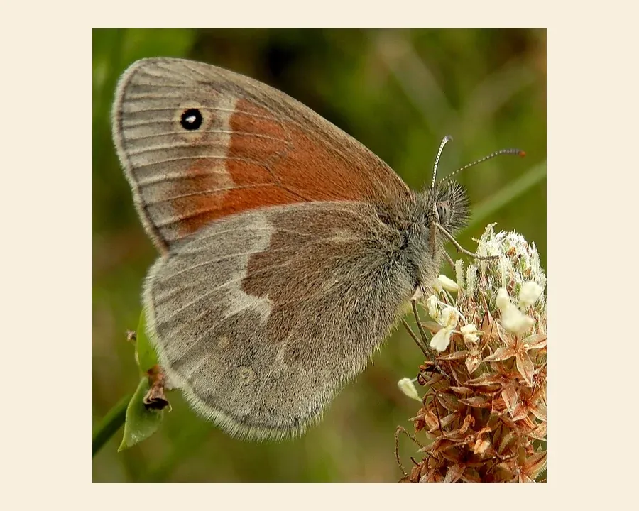 Сенница болотная — Coenonympha tullia