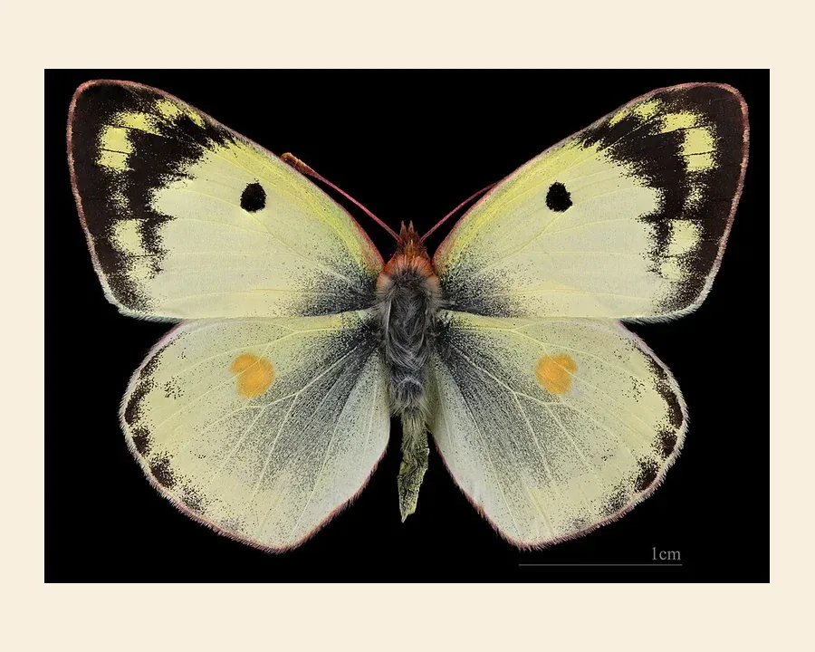 Желтушка луговая — Colias hyale