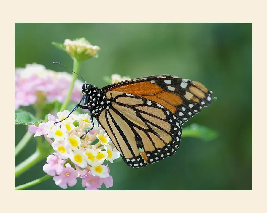 Данаида монарх — Danaus plexippus