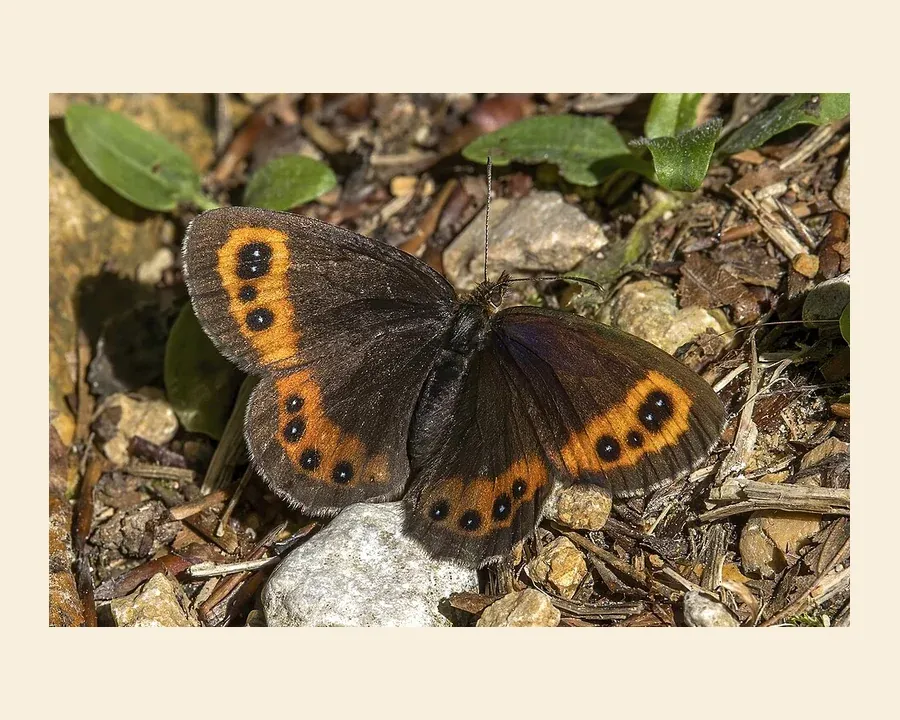 Чернушка кофейная — Erebia ligea