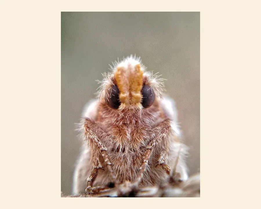 Травяной коконопряд — Euthrix potatoria