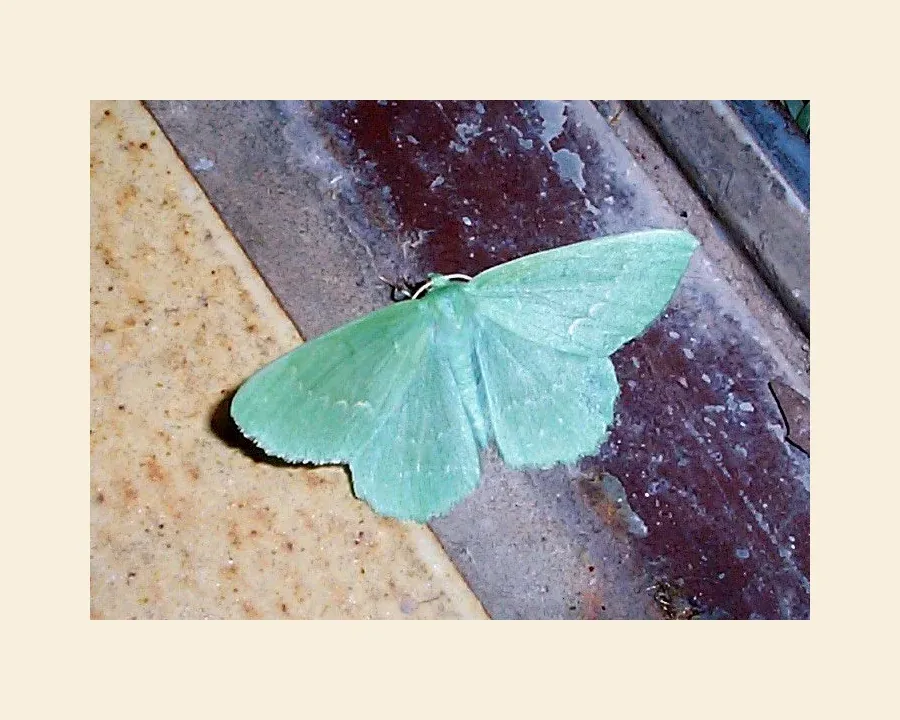 Пяденица большая зелёная — Geometra papilionaria
