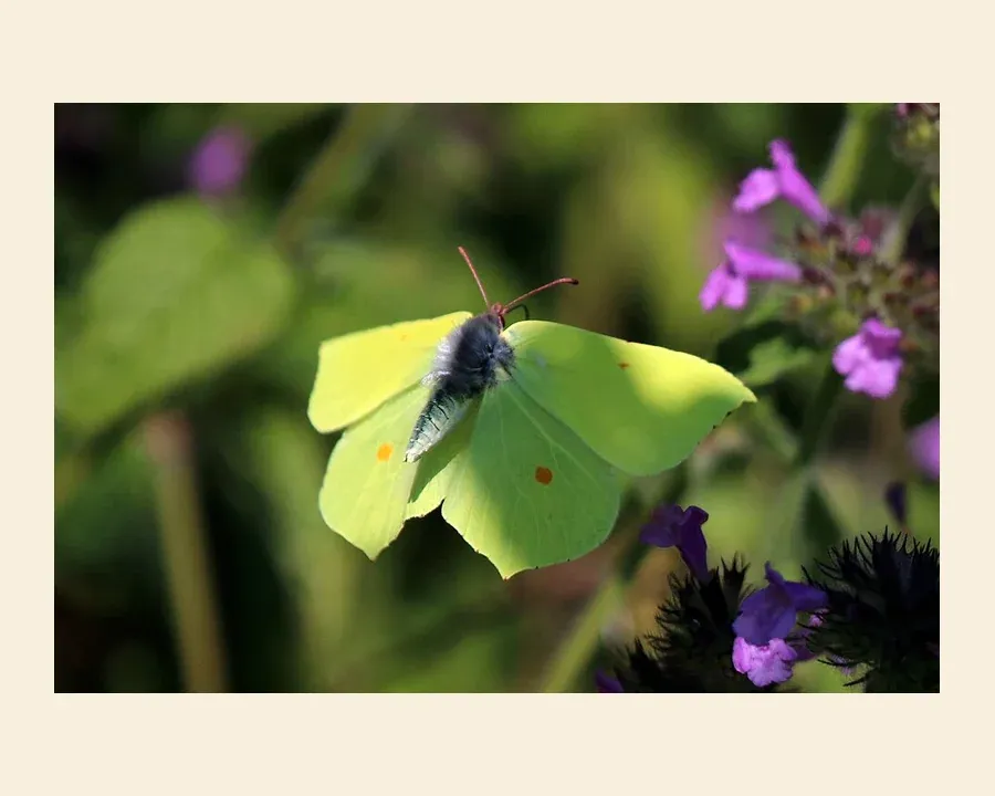 Лимонница — Gonepteryx rhamni