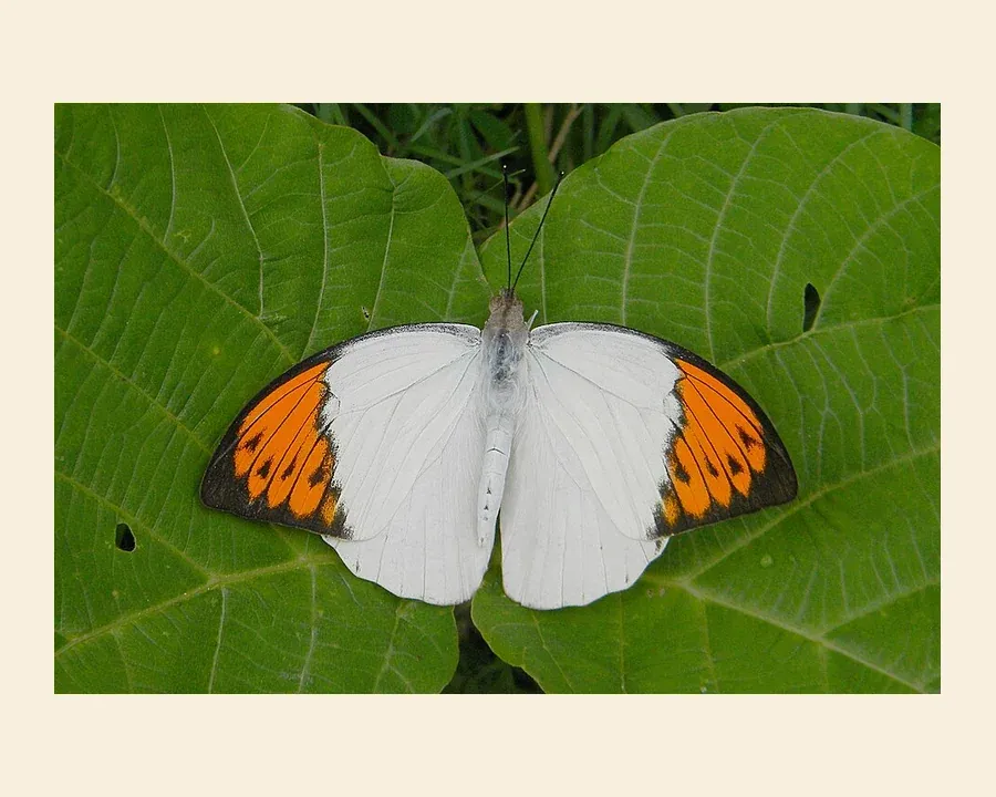 Гебомойя главкиппа — Hebomoia glaucippe