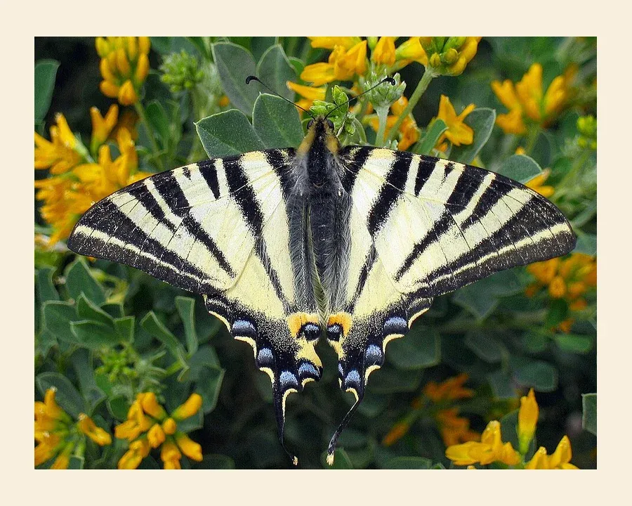 Подалирий — Iphiclides podalirius