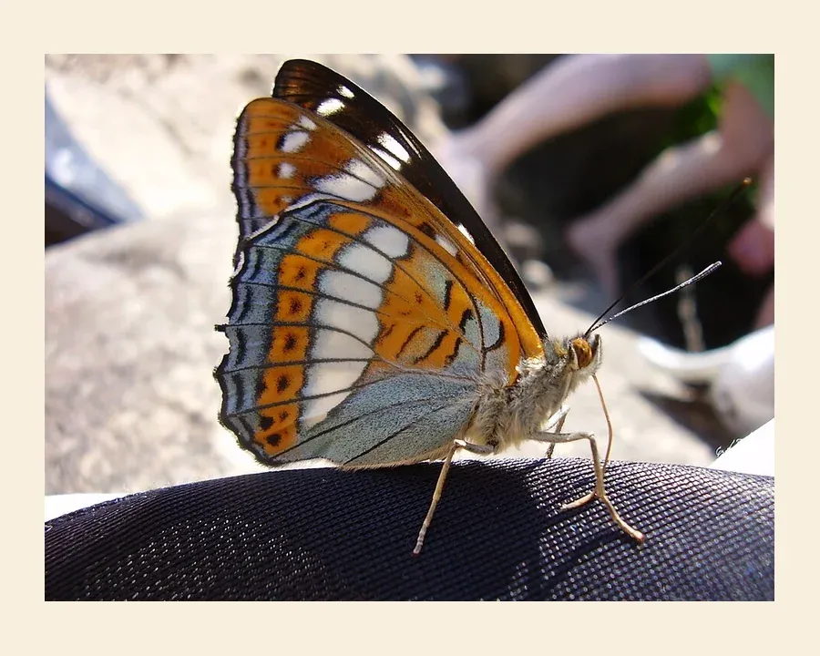 Ленточник тополёвый — Limenitis populi