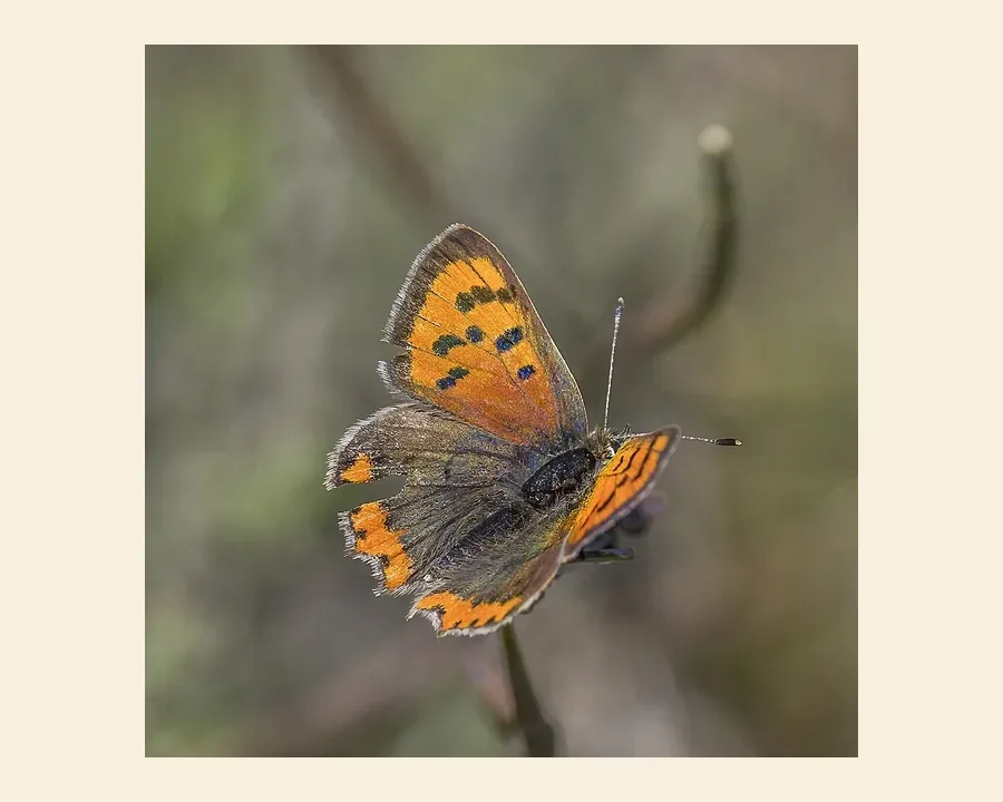 Червонец пятнистый — Lycaena phlaeas