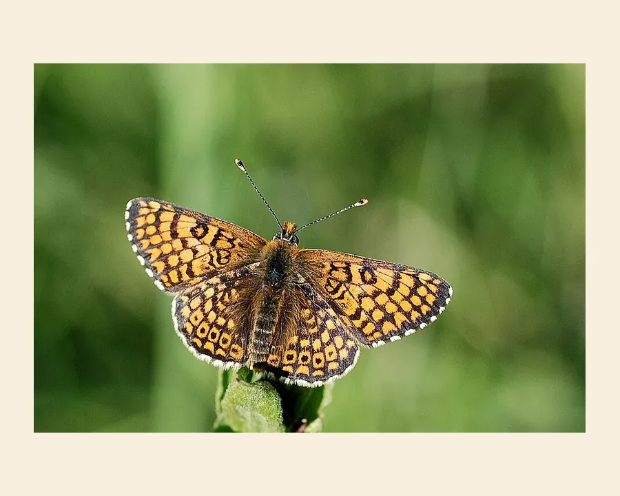 Шашечница цинксия — Melitaea cinxia