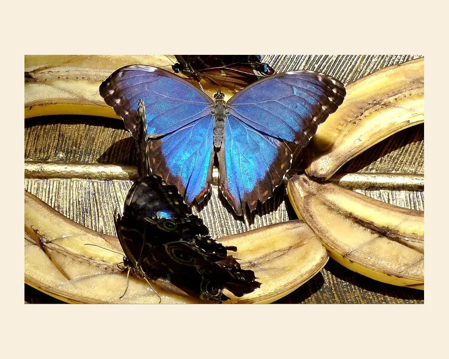 Морфо пелеида — Morpho peleides