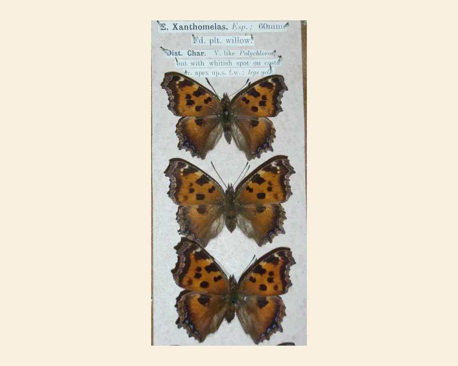 Многоцветница чёрно-рыжая — Nymphalis xanthomelas