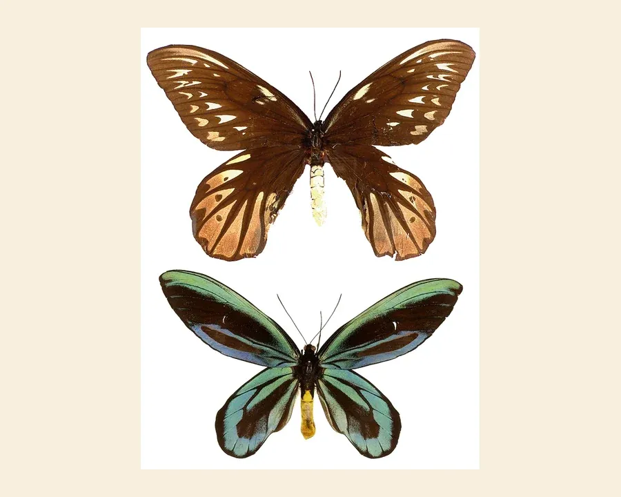 Птицекрылка королевы Александры — Ornithoptera alexandrae