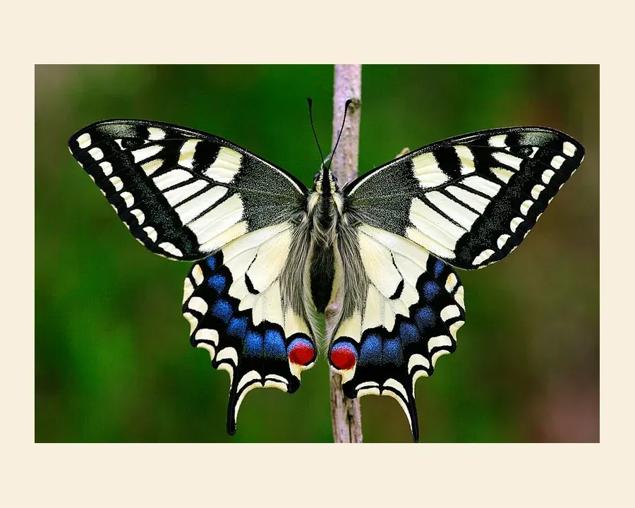 Махаон — Papilio machaon