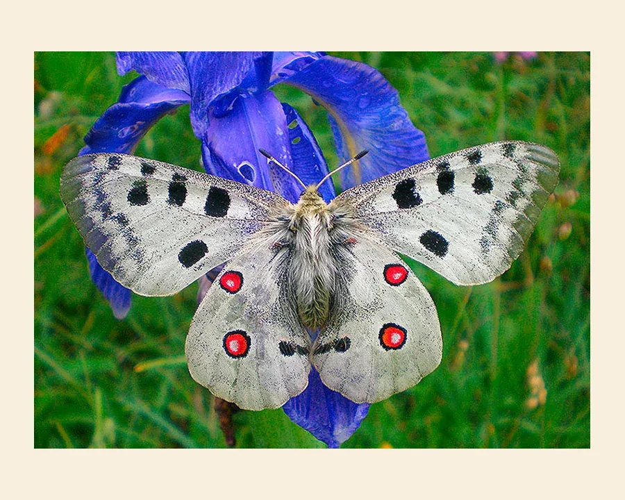 Аполлон обыкновенный — Parnassius apollo