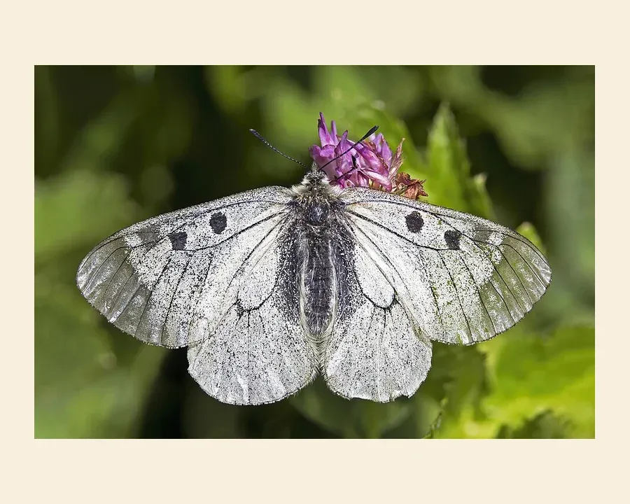 Мнемозина — Parnassius mnemosyne