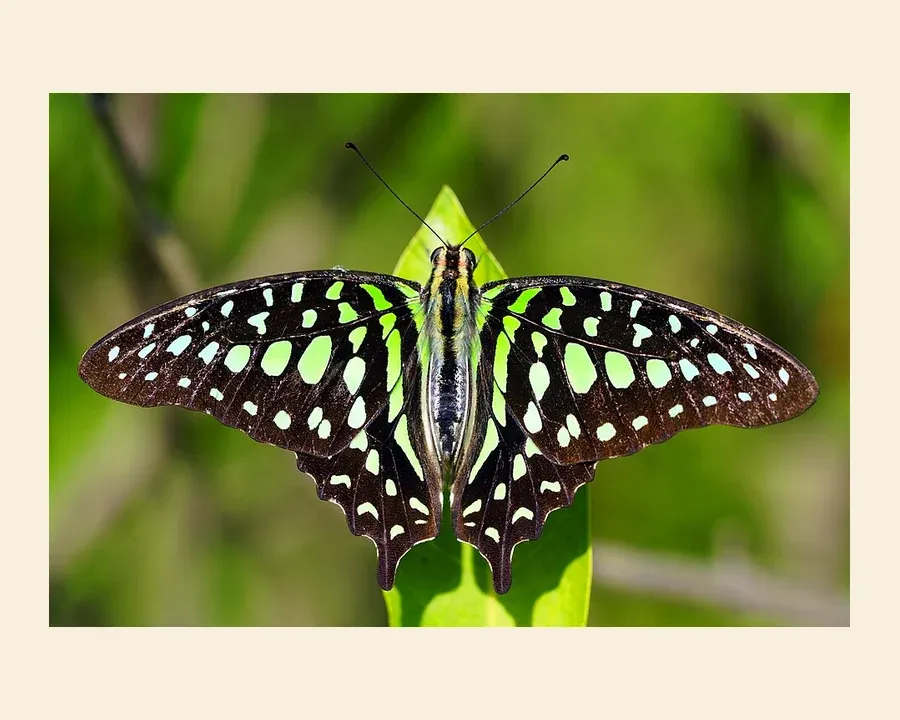 Парусник Агамемнон — Graphium agamemnon
