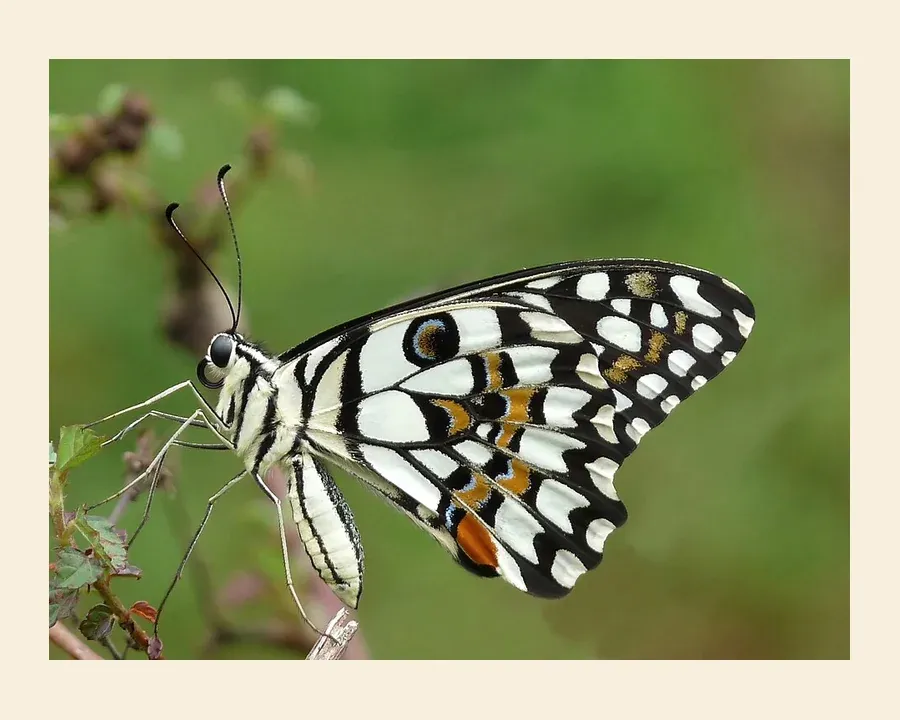 Парусник Демолей — Papilio demoleus
