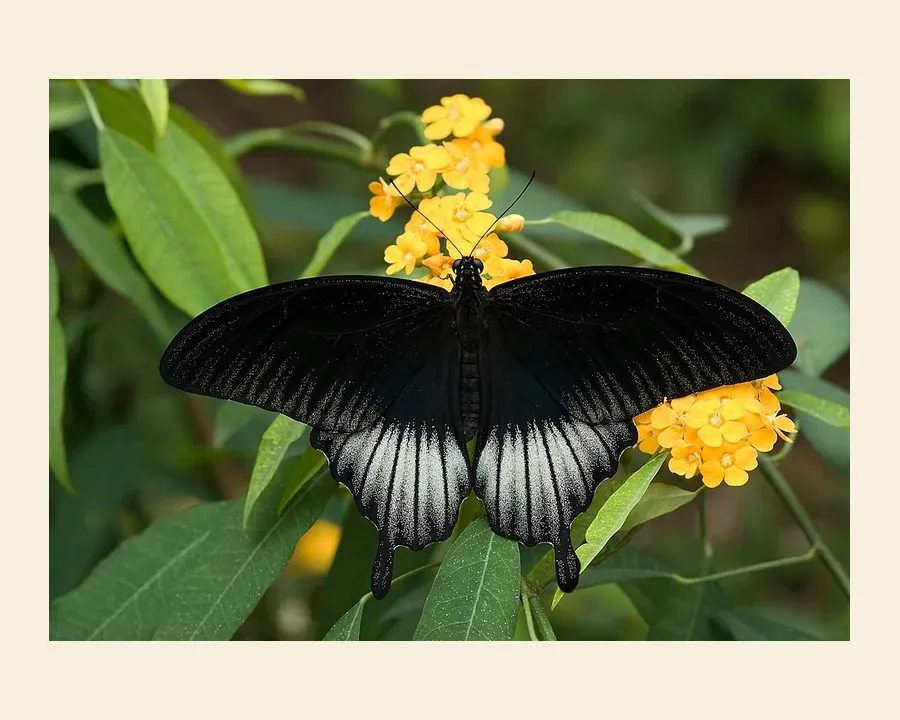 Парусник Мемнон — Papilio memnon