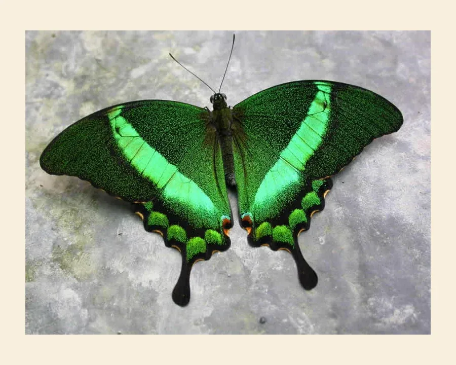 Парусник Палинур — Papilio palinurus