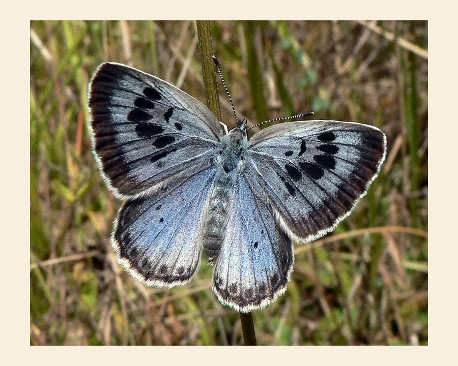 Голубянка арион — Phengaris arion