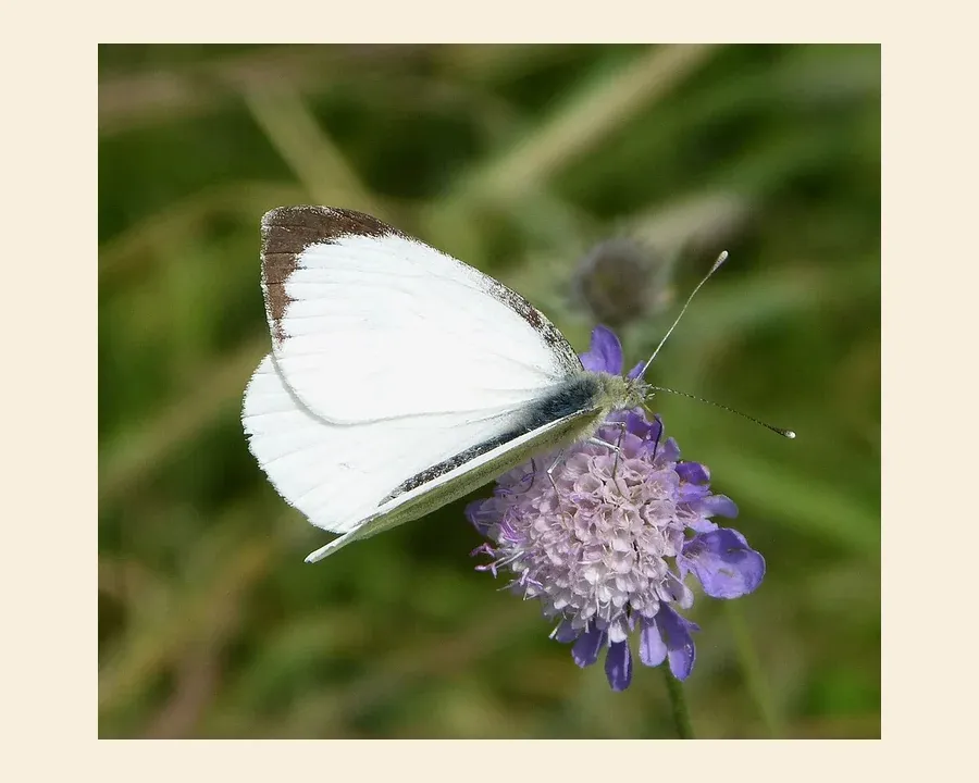 Капустница — Pieris brassicae