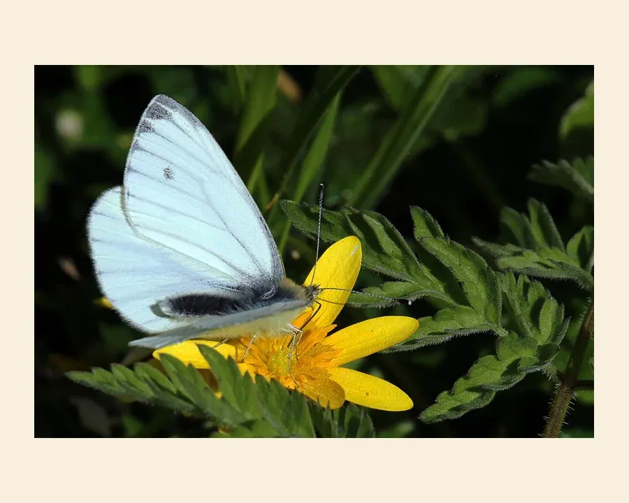 Брюквенница — Pieris napi