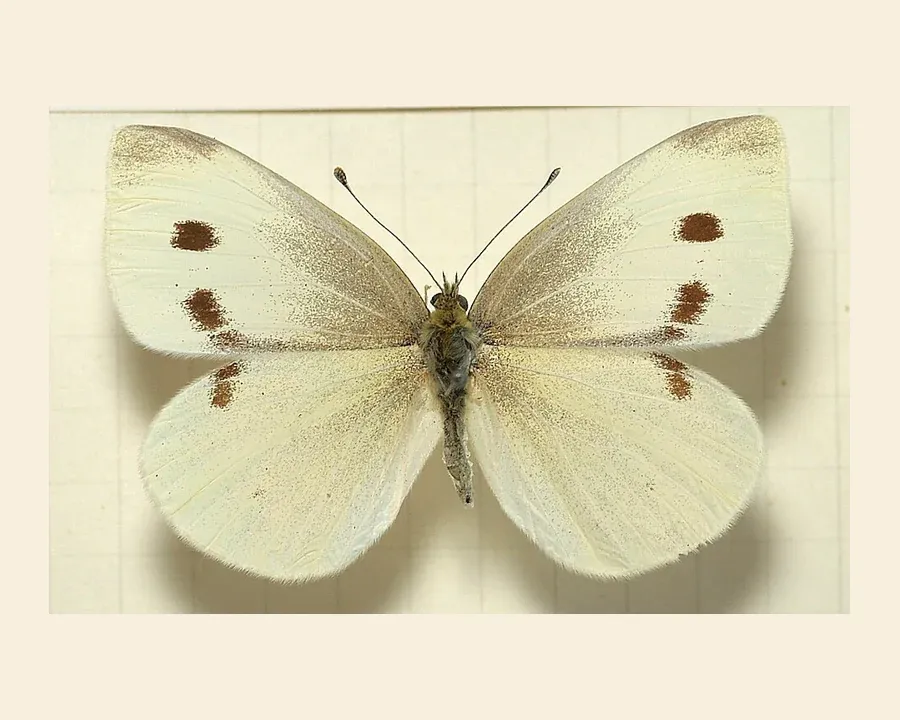 Репница — Pieris rapae