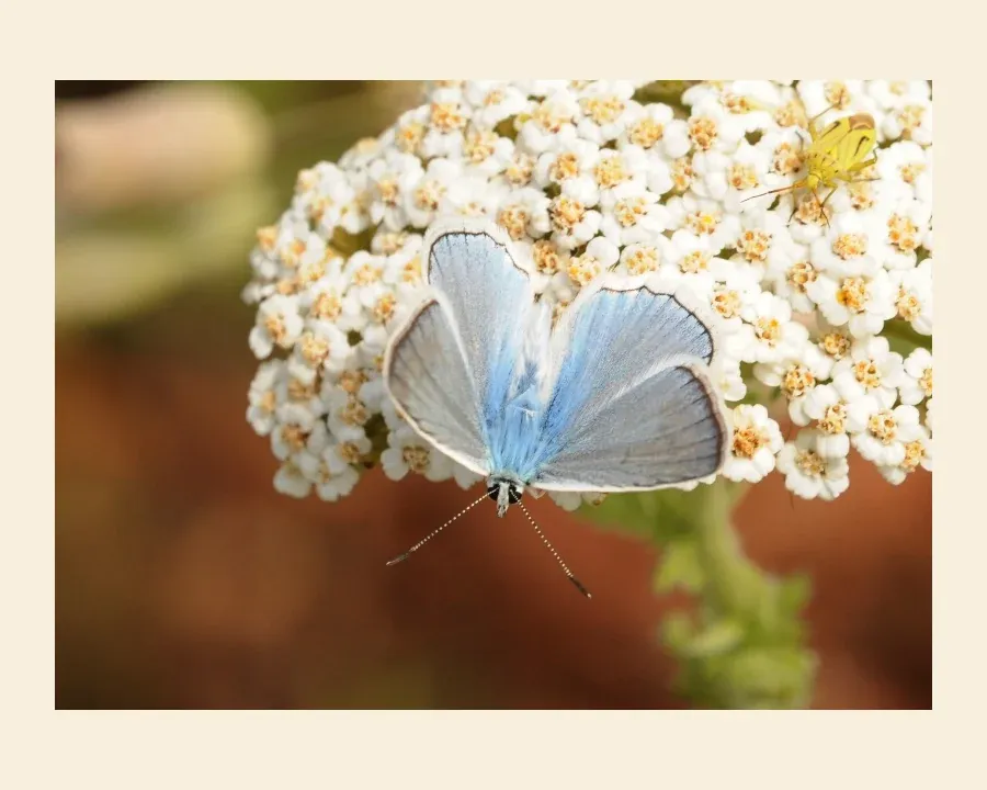 Голубянка дафнис — Polyommatus daphnis