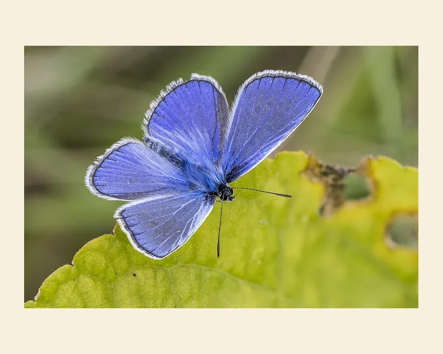 Голубянка икар — Polyommatus icarus