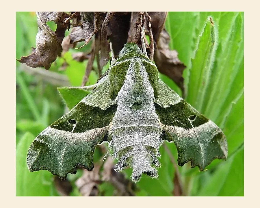 Бражник прозерпина — Proserpinus proserpina