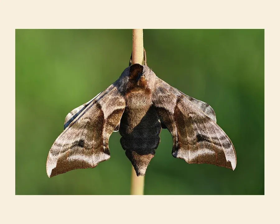Глазчатый бражник — Smerinthus ocellatus