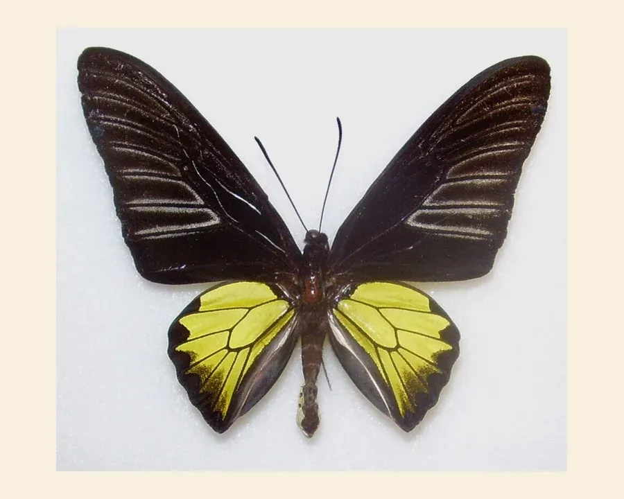 Птицекрылка радамант — Troides rhadamantus
