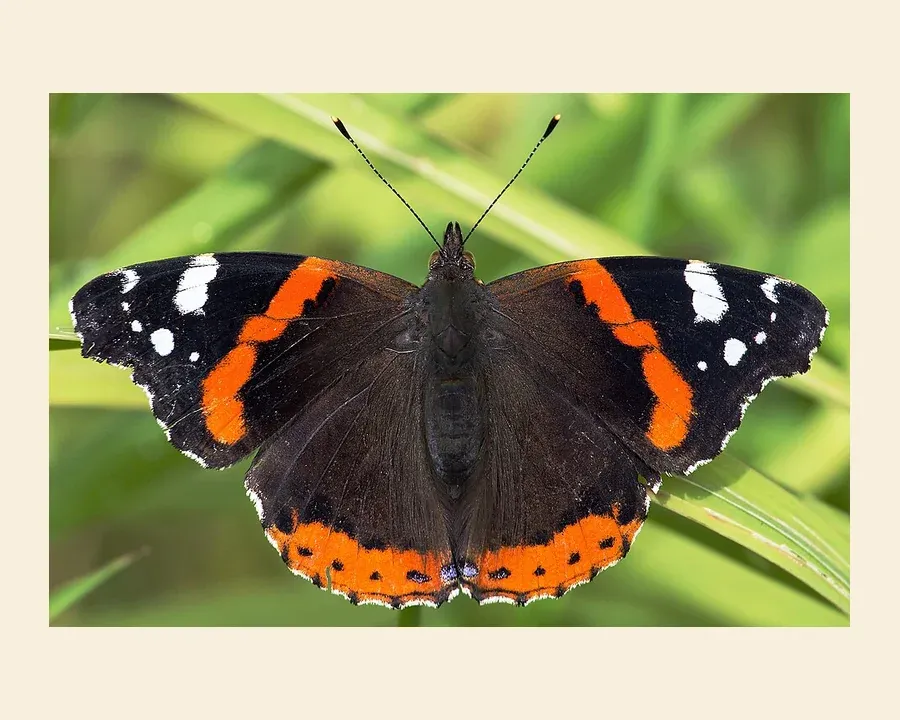 Адмирал — Vanessa atalanta