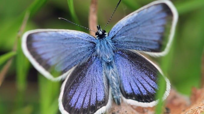 Tagaktiver Schmetterlings-Blaubeer-Argus
