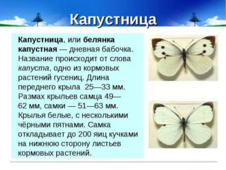 Разновидности и названия белых бабочек: обзор видов и их наименований