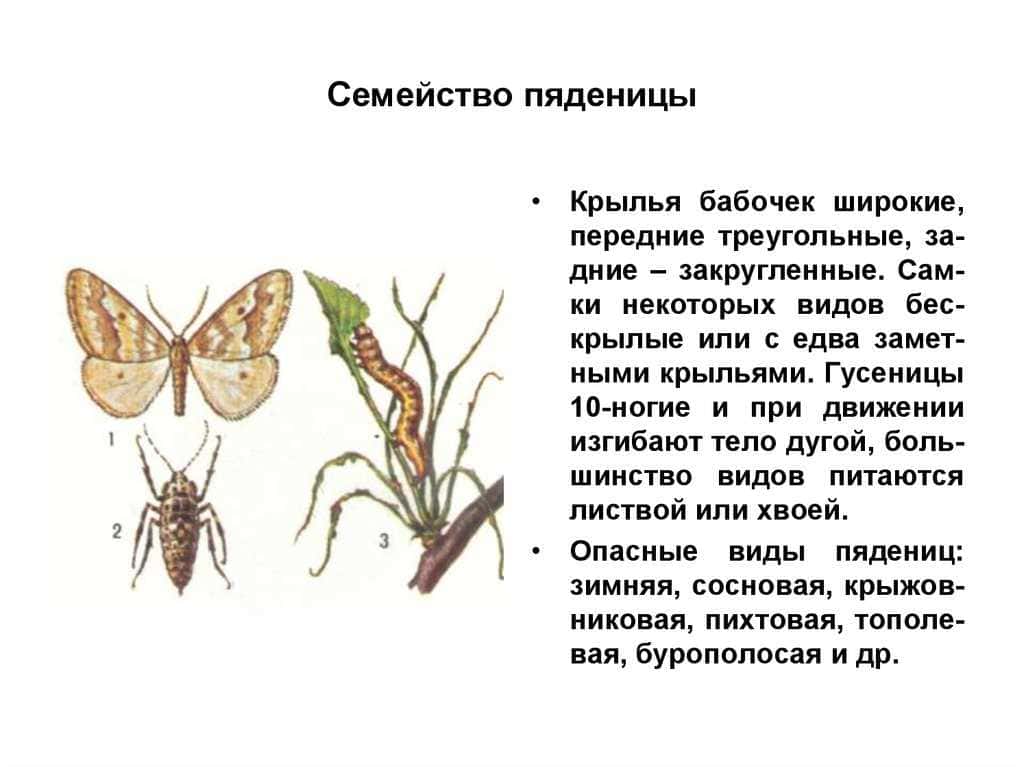 Какой тип питания характерен для пяденицы. Экологического описания гусеницы бабочки-пяденицы.. Классификация бабочек. Виды бабочек пядениц. Систематика бабочки.