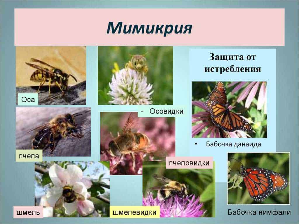 Среди приведенных ниже приспособлений организмов выберите. Мимикрия. Мимикрия у животных. Мимикрия это в биологии. Примеры мимикрации у животных.