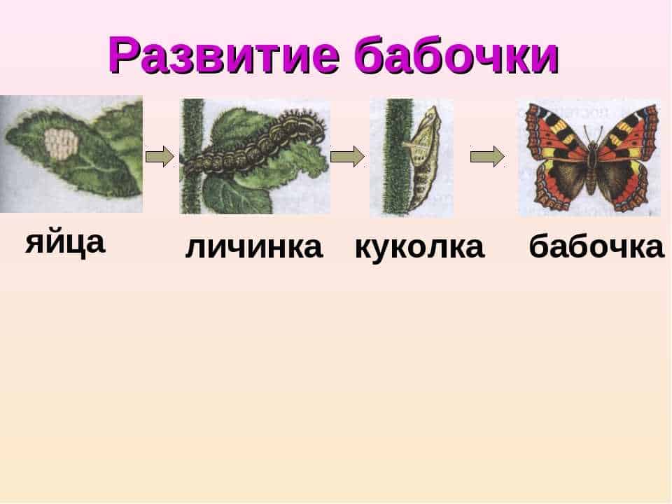 Стадии гусеница бабочка. Яйцо личинка куколка бабочка. Этапы развития бабочки. Цикл развития бабочки белянки. Яйцо личинка бабочка стадия развития.