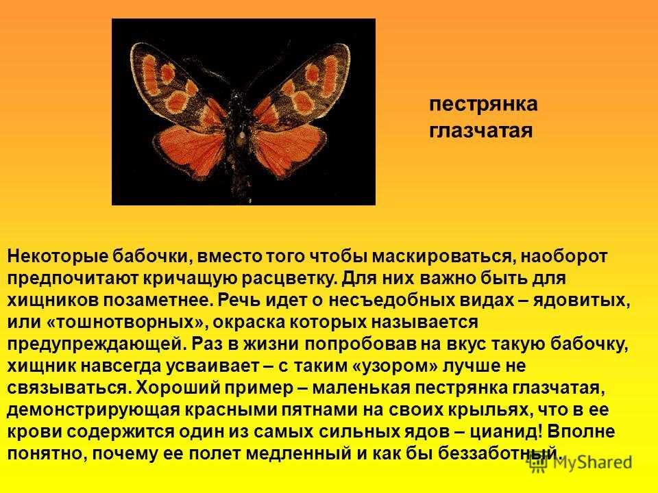 Какой вред бабочек. Ядовитые бабочки. Ядовитые бабочки для человека. Виды ядовитых бабочек. Опасные бабочки для человека в России.